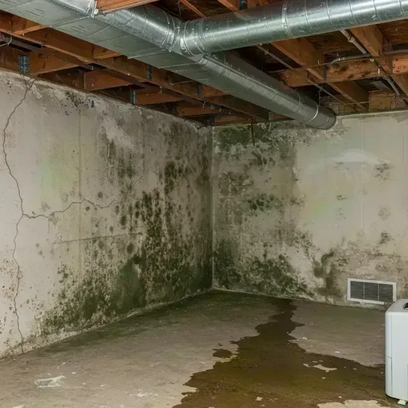 Professional Mold Removal in Fruitvale, CO